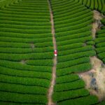 Darjeeling tea gardens itinerary with misty Himalayan hills