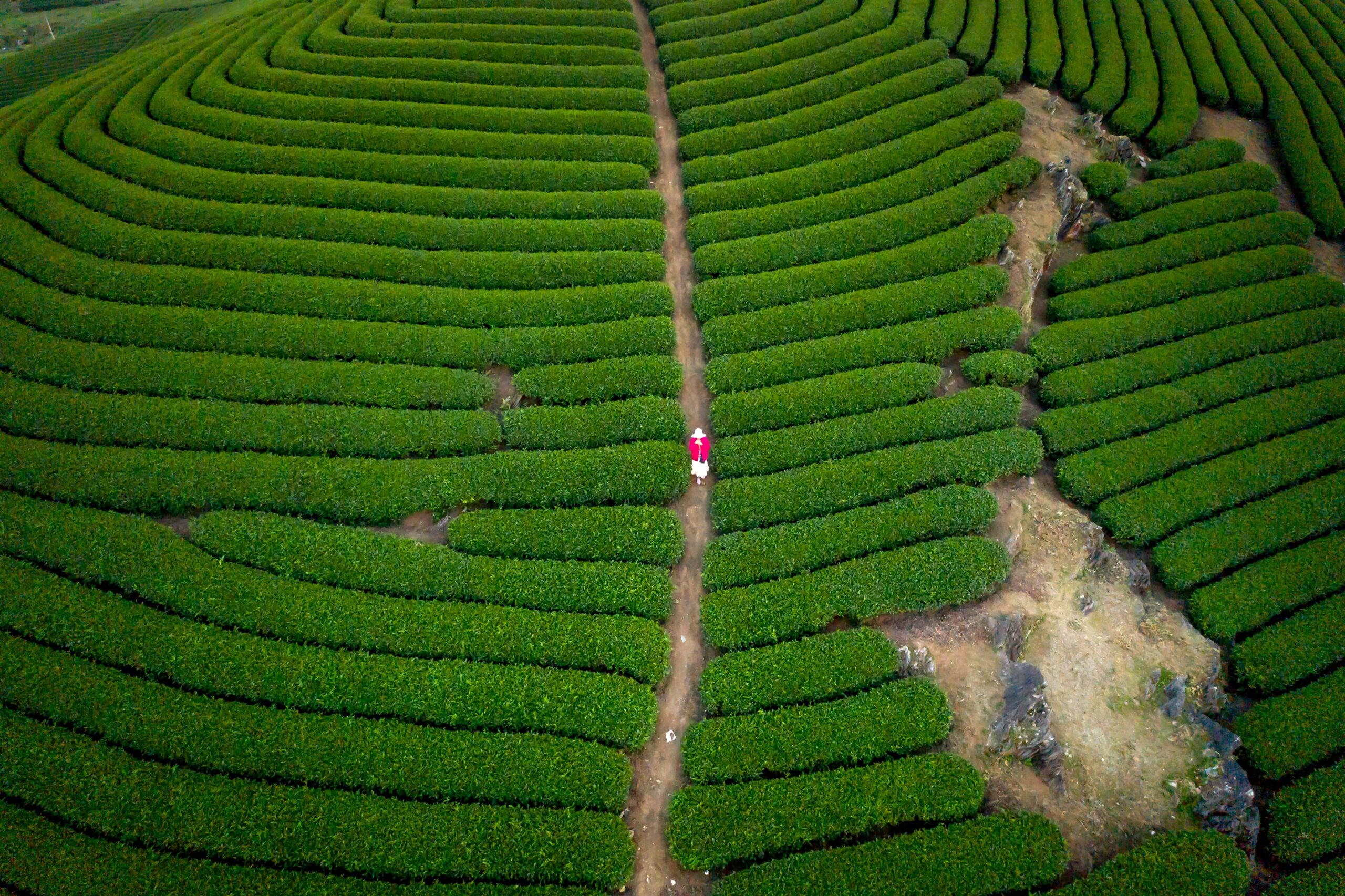 Darjeeling tea gardens itinerary with misty Himalayan hills